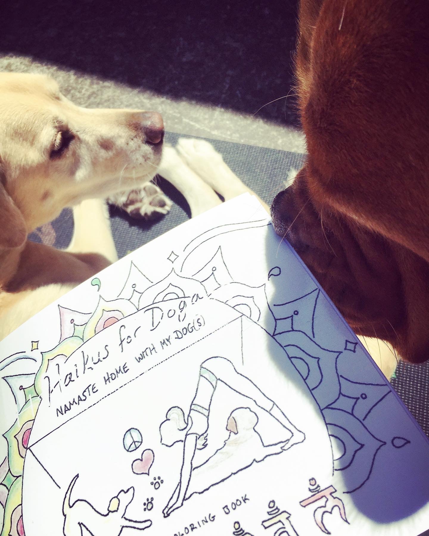 Haikus for Doga: A Mindful Coloring Book